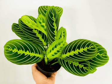Maranta Lemon Lime Plant (Lemon Lime, Prayer plant)